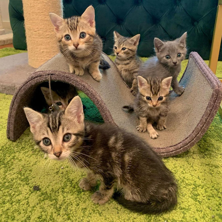Adorable Kittens Dubbed the Chipmunk Litter Find Forever Homes