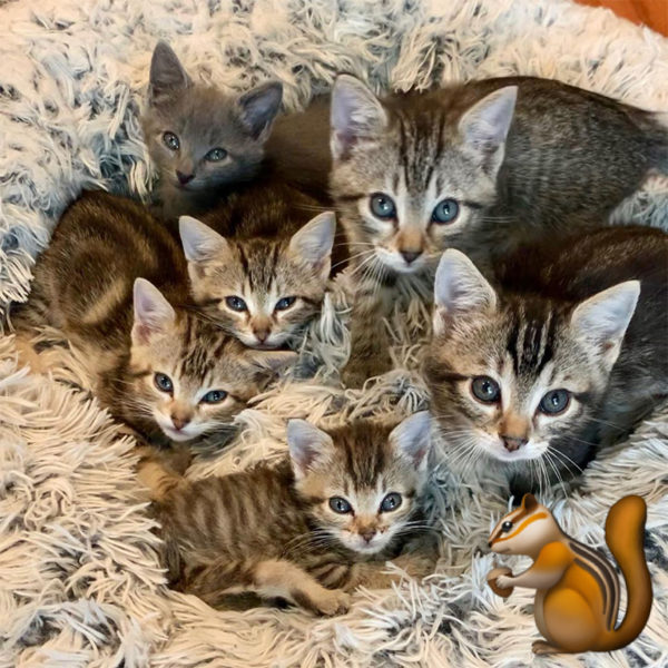 Adorable Kittens Dubbed the Chipmunk Litter Find Forever Homes