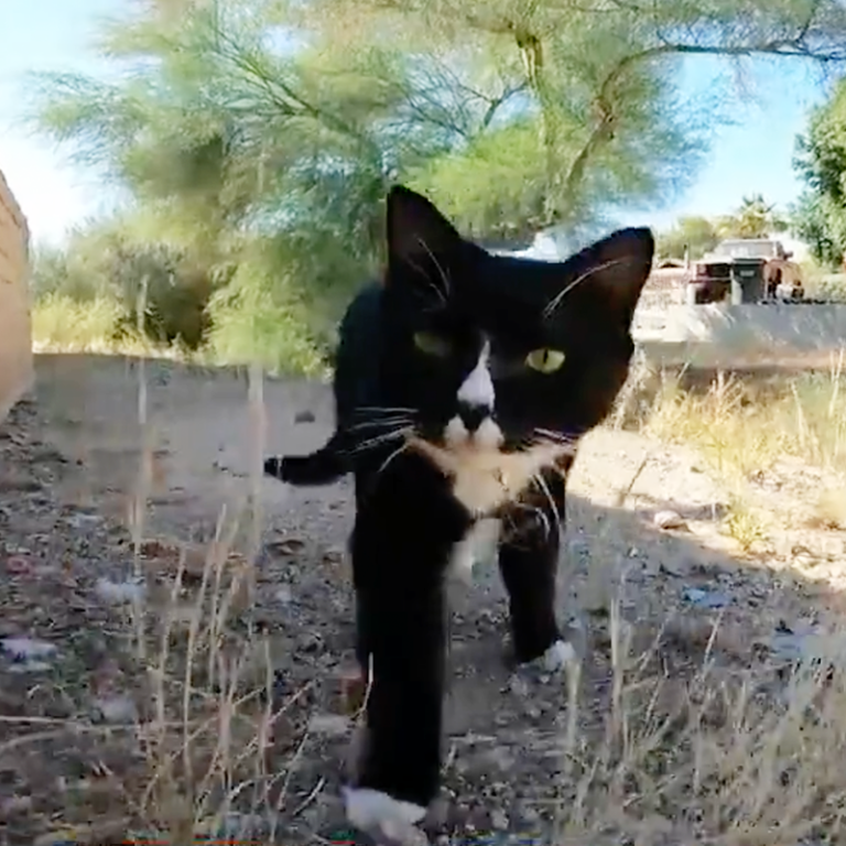 Sunny the Cat Sends Coyote Running for Its Life