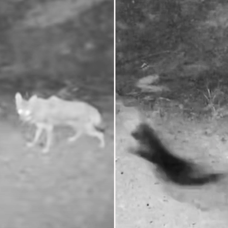 Surveillance video of cat chasing coyote