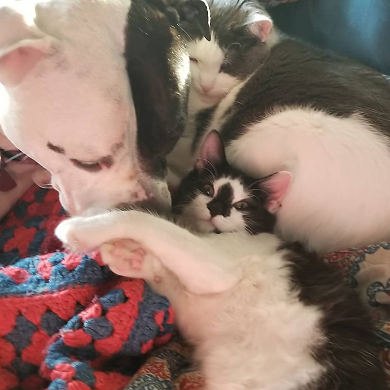 Foster Kittens Help Daisy the Pit Bull Separation Anxiety