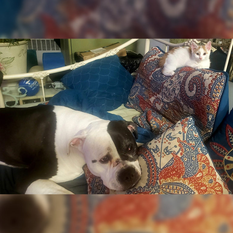 Foster Kittens Help Daisy the Pit Bull Separation Anxiety(00)