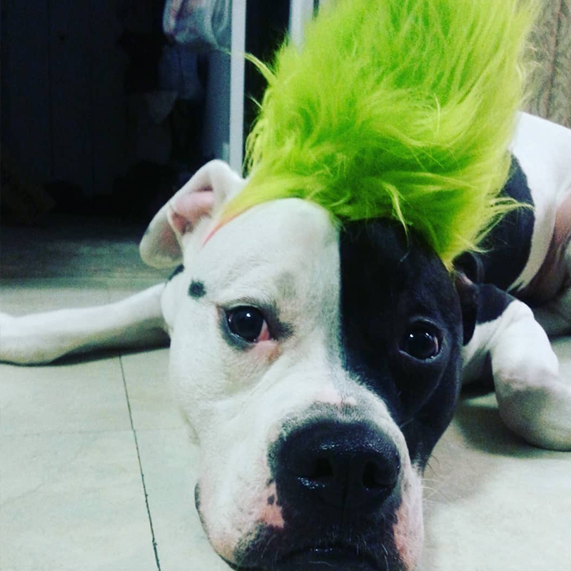 St. Patrick's Day, Daisy the Pit Bull, Rosemarie T