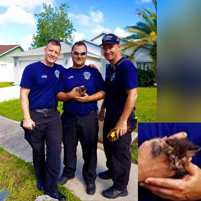 Firefighters save kitten