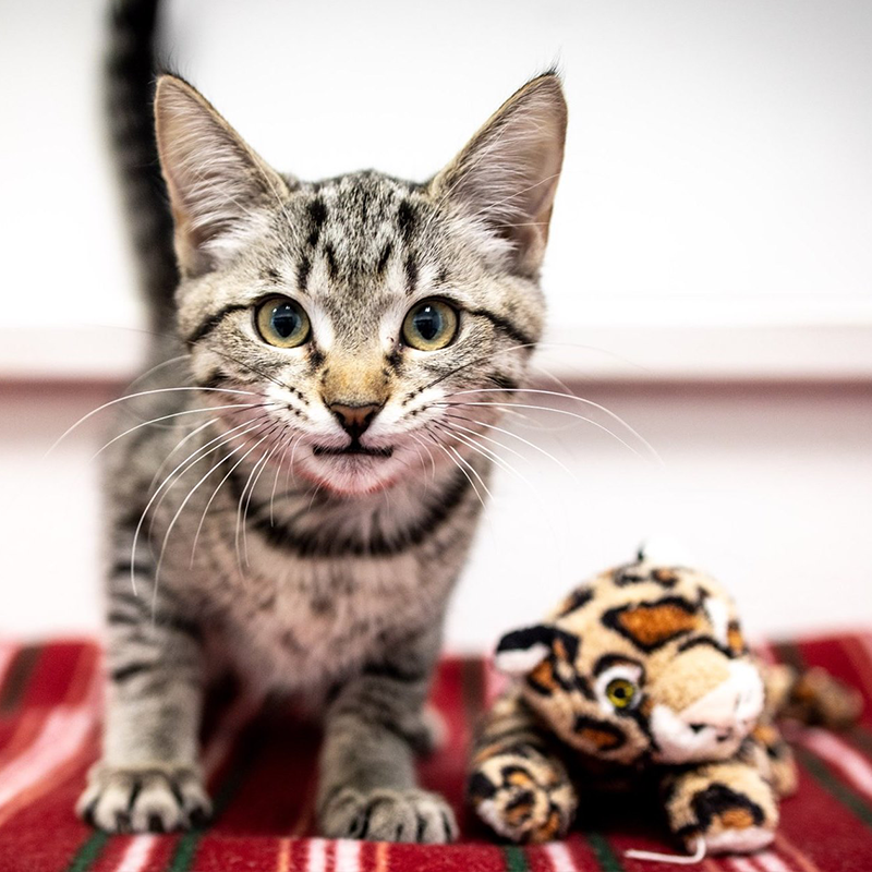 Kitten With Permanently Angry Face Dubbed 'Grumpy Cat 2.0