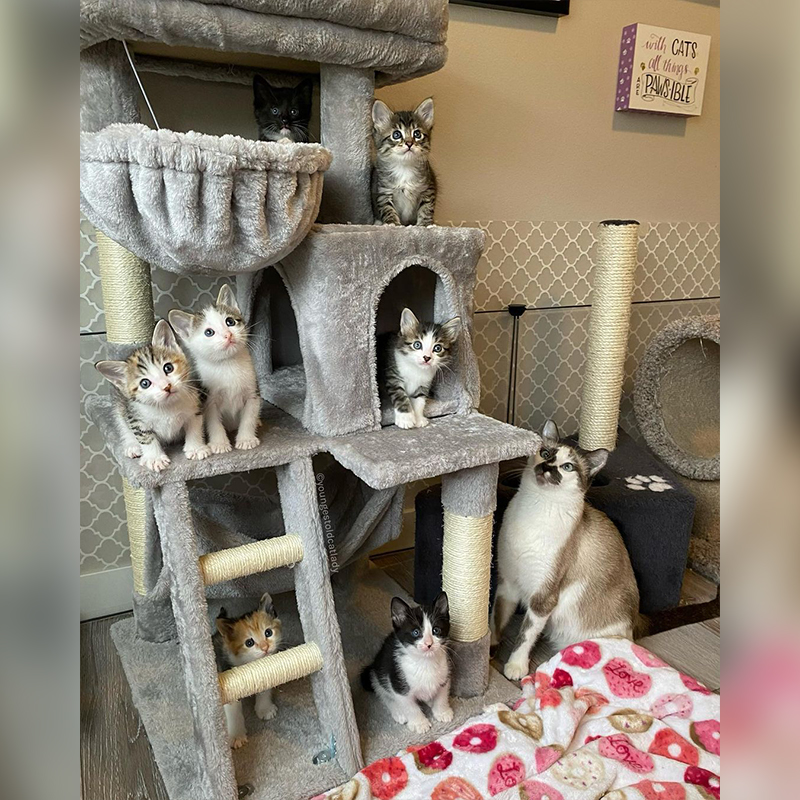 Family of kittens with mama cat at a cat tree all looking at camera, Ashely Morrison, Youngest Old Cat Lady