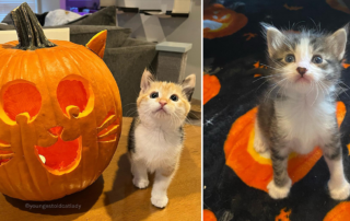 Youngest Old Cat Lady, Ashley Morrison, Seattle, Halloween Kittens