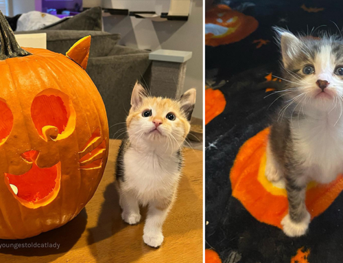 Seven Halloween Kittens Create Magic and Mischief in Foster Care