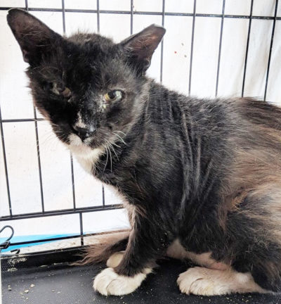 Feral Cat Hank Makes Dramatic Transformation Thanks To Volunteers