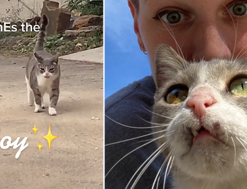 Here Comes The Boy: Viral TikTok Cat Becomes a Phenomenon