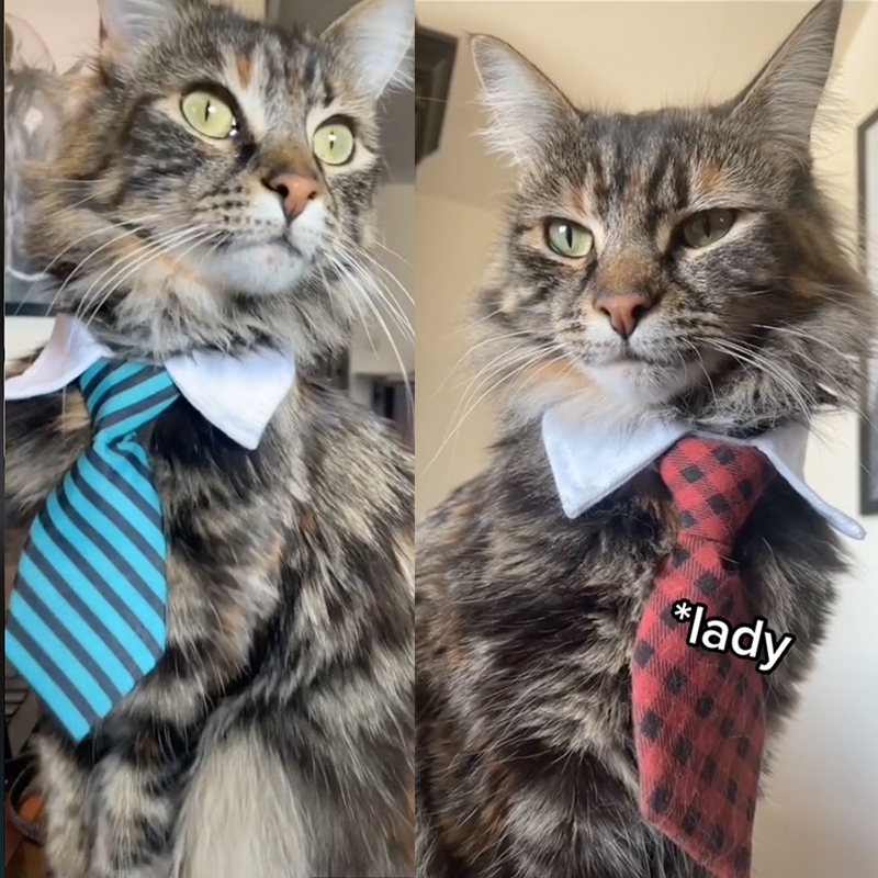 Kit the Cat with tie