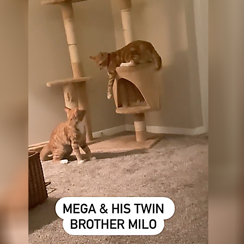 Mega and Milo