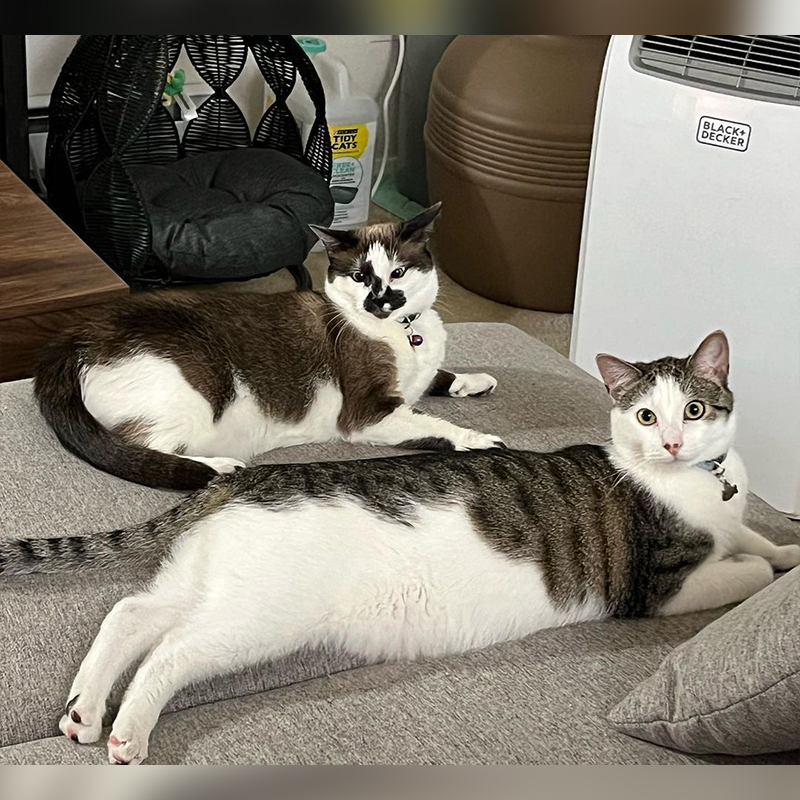 Lilly the mama cat with her grown-up son named Ghost