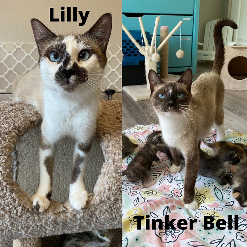 Lilly and Tinker Bell, sisters who had litters of kittens with 7 each