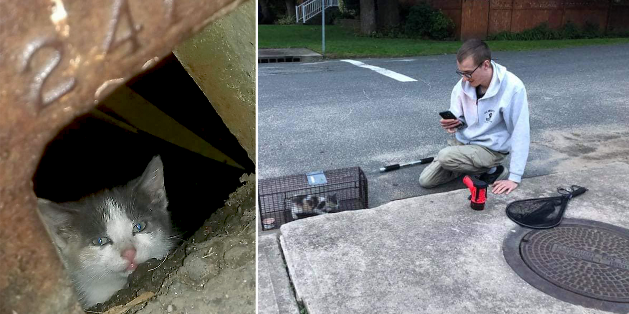 Cat Hero Saves Cats and Kittens from New York Sewers and Walls