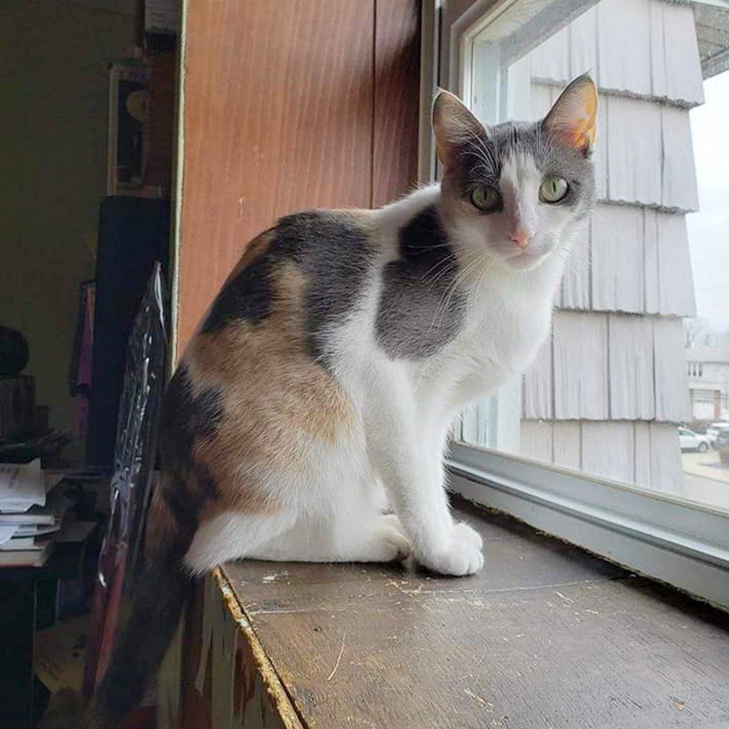 Beautiful cat in forever home, Long Island