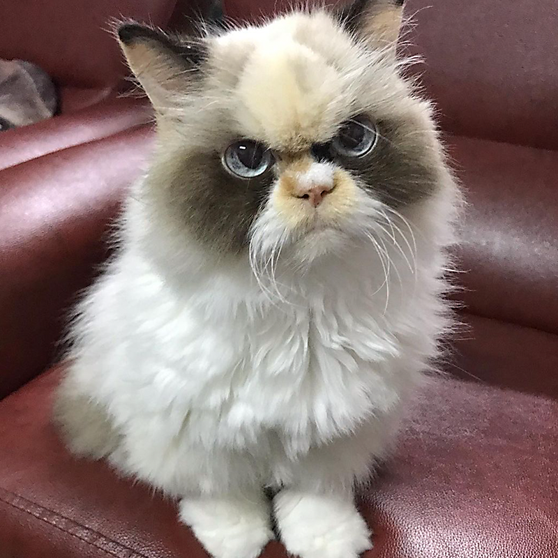 Meow Meow grumpy cat