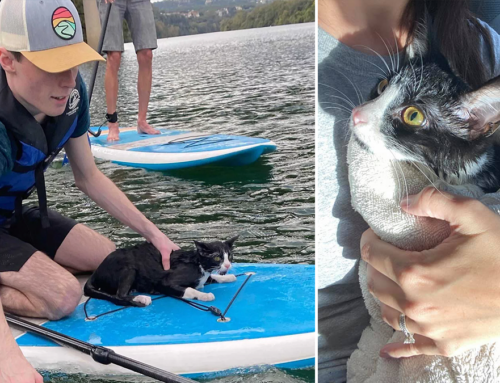 Paddlers Rescue ‘Mermaid Kitty’ After Leap from a Busy Bridge