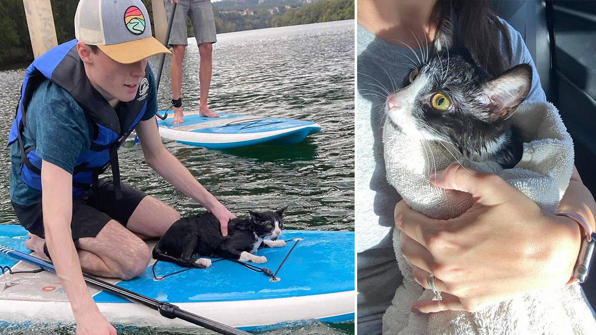 Mermaid Kitty, Austin, Texas, Mopac Bridge