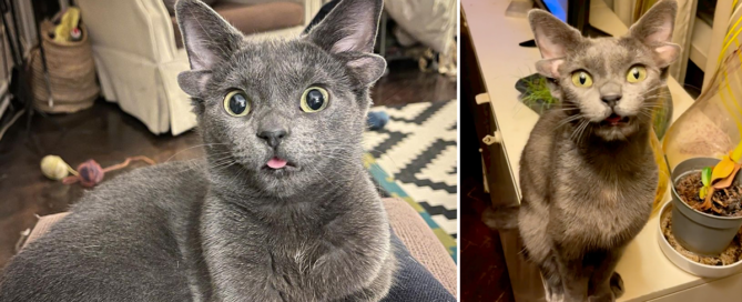 Midas X-24, the Rare Kitty with Four Functional Ears