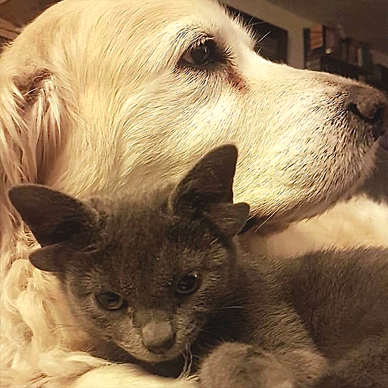 Cute kitten Midas with dog friend