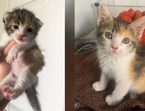 Foster Kitten Molly Goes from ‘Potato with Legs’ to ‘Nose-Freckle Queen’