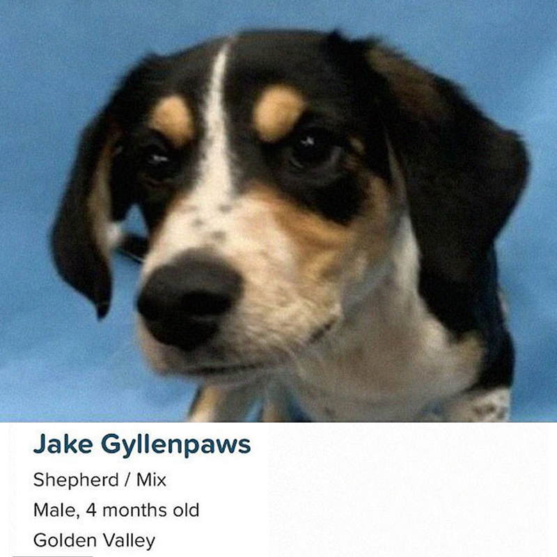 Petfinder Names, Jake Gyllenpaws