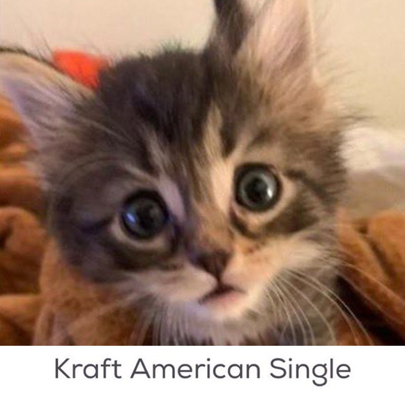 Petfinder Names, Kraft American Single