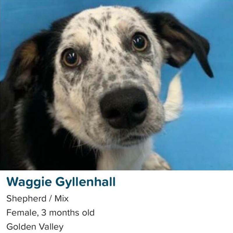 Maggie Gyllenhall, pet names