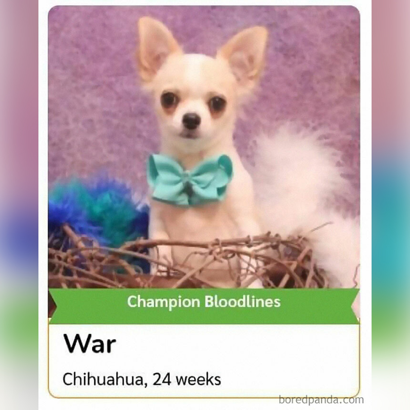 Petfinder Names, War the chihuahua