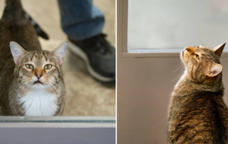 Quilty the Cat, Friends for Life Animal Shelter, Houston, Texas