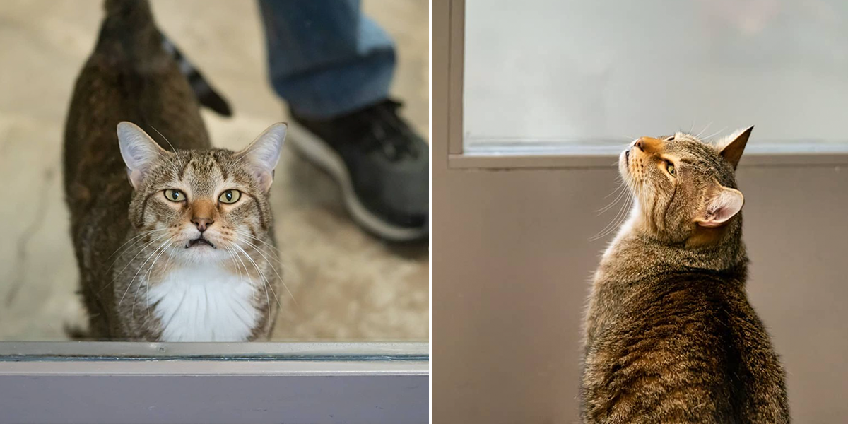 Quilty the Cat, Friends for Life Animal Shelter, Houston, Texas