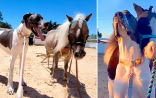 Skye and Fudge, Great Dane and Miniature Horse, Texas, TheCre8iveChick