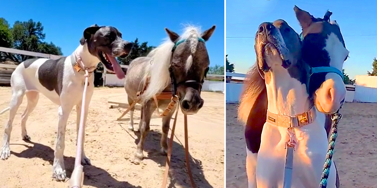 Skye and Fudge, Great Dane and Miniature Horse, Texas, TheCre8iveChick