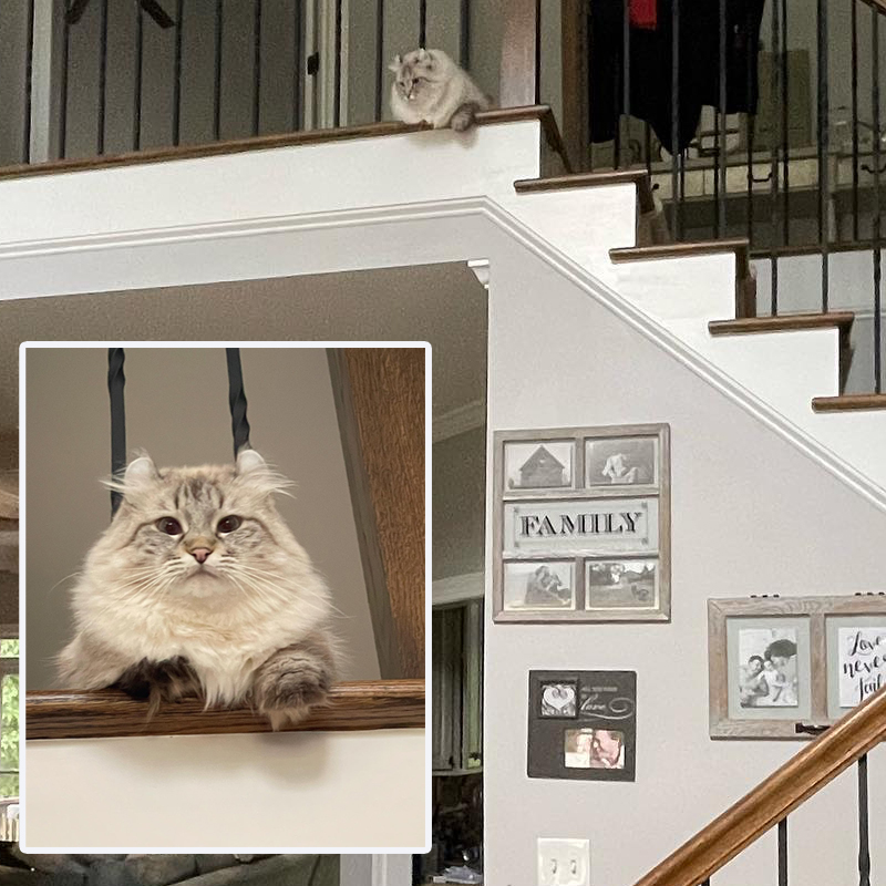 Cat with radial hypoplasia sits at top of stairs