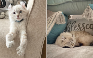 Tater Tot the Highland Lynx, radial hypoplasia, Venus the Two faced cat, rescued cat