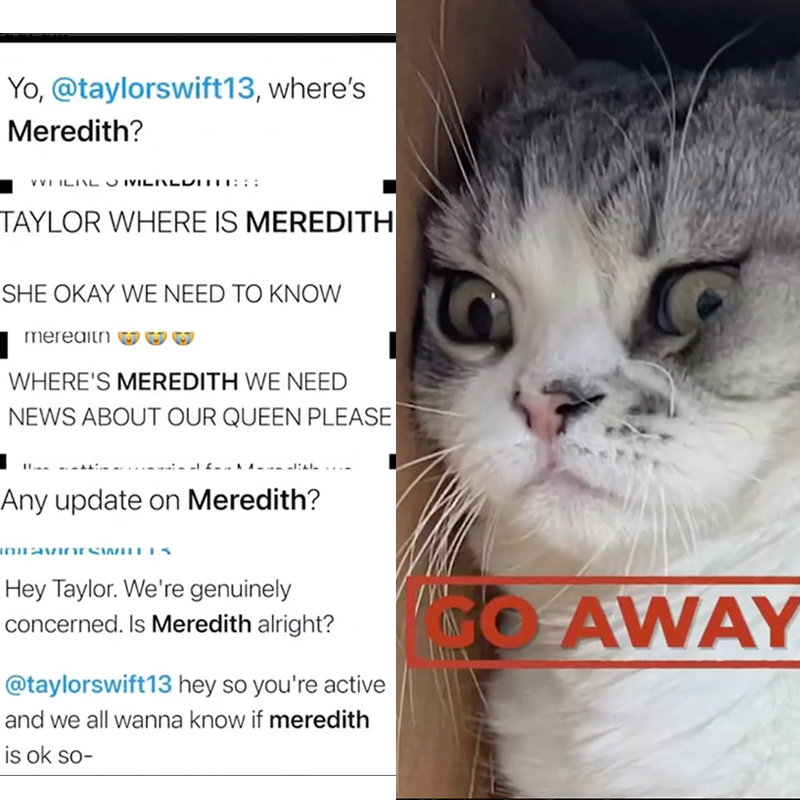 Meredith the cat
