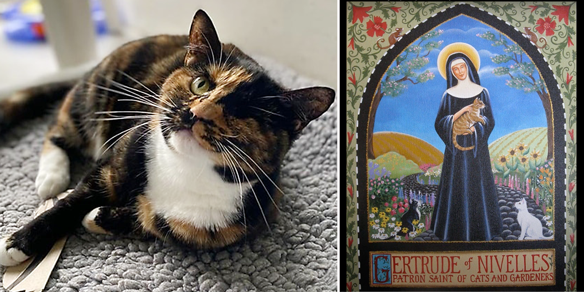 Trudie, cat named for St. Gertrude, RSPCA