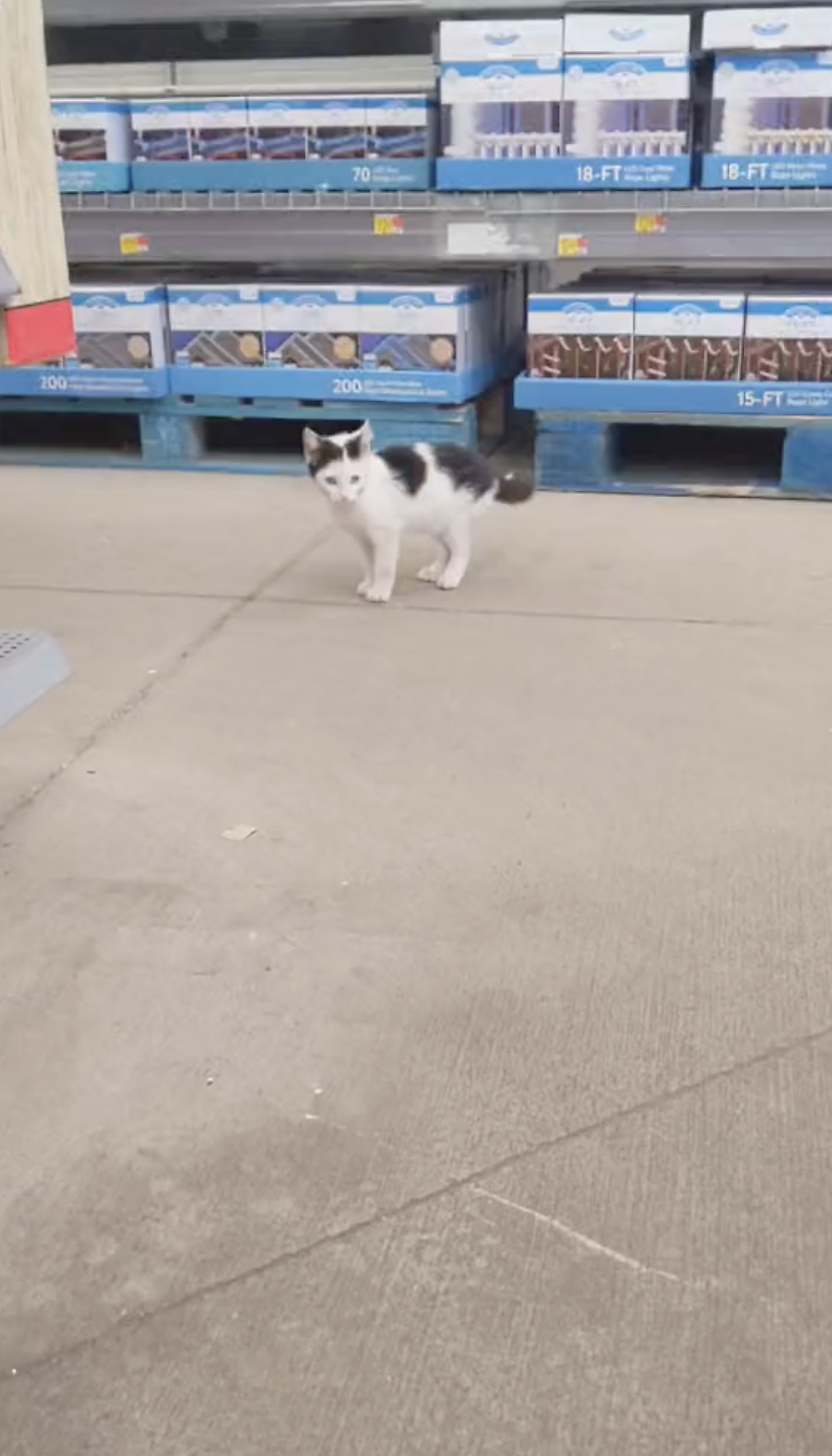 cats at walmart