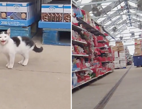 Woman Finds Mewing Kitten in Walmart Holiday Aisle – Names Him Wally