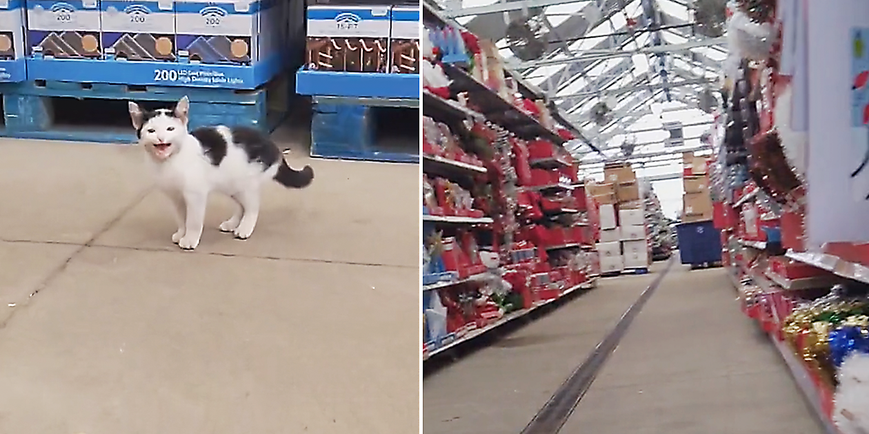 Walmart kittens shop