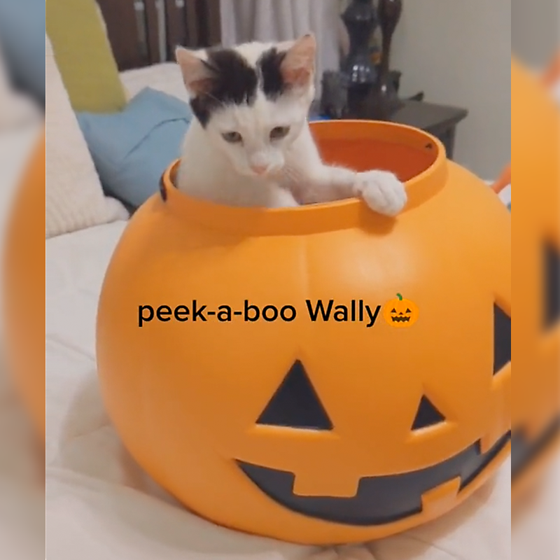 kitty comes out of a Halloween pumpkin
