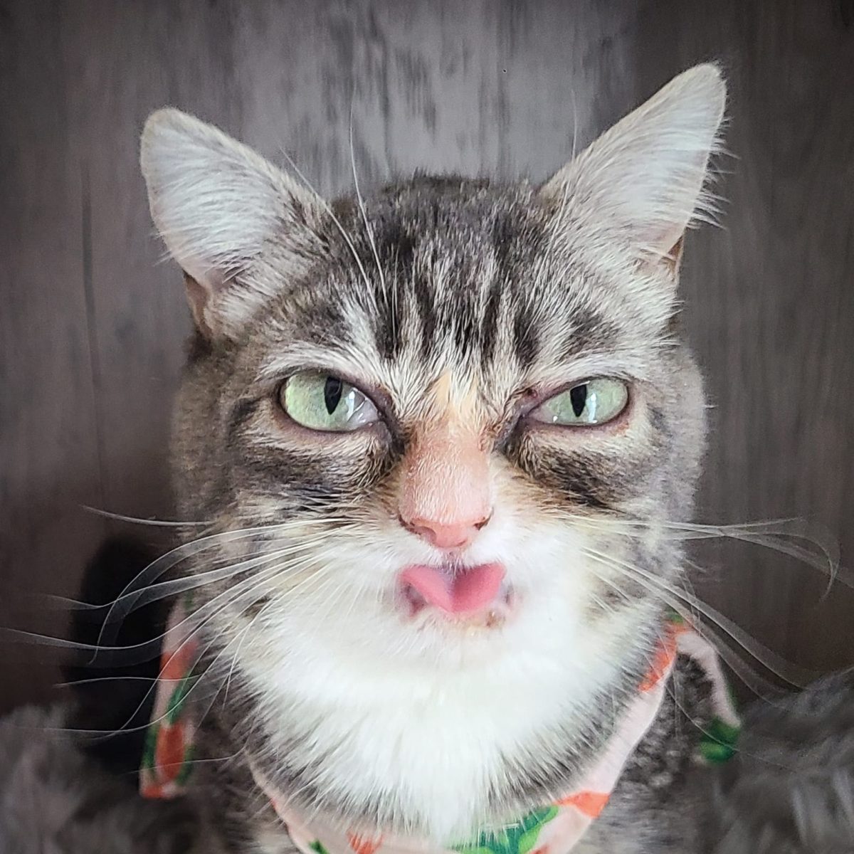 A Few of Our Favorite Grumpy Cats and Kittens