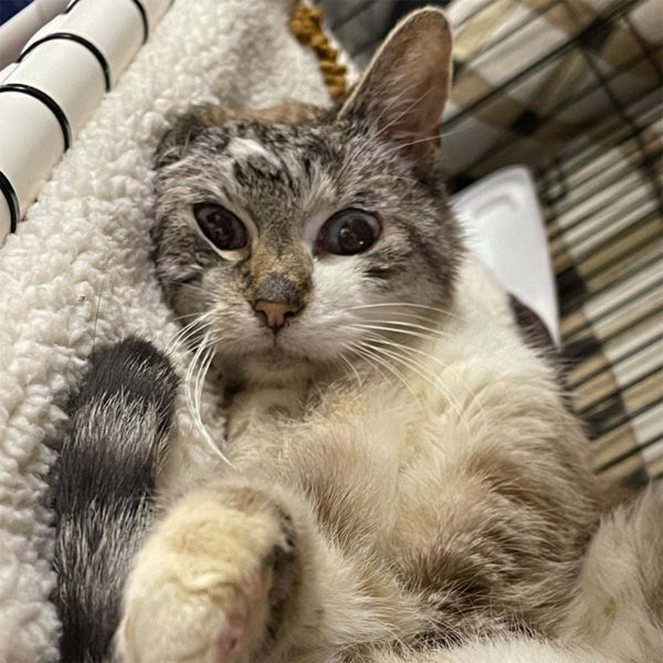 Wishbone the Cat Finds Luck and a New Life After Weeks Trapped Alone