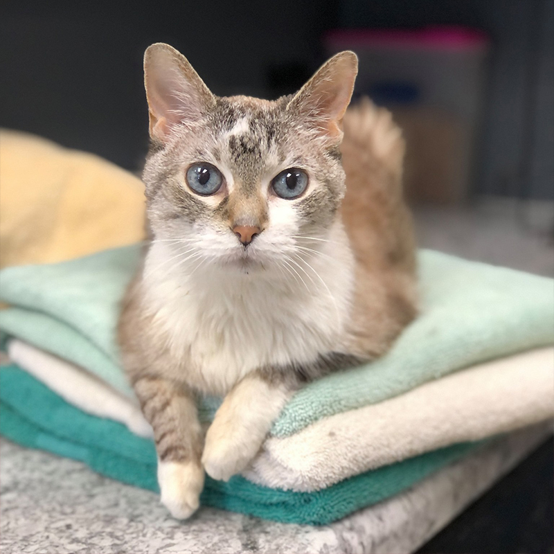 Wishbone the cat, Purrfect Cat Rescue of Crystal Lake, IL