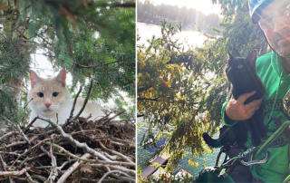 Canopy Cat Rescue, Washington