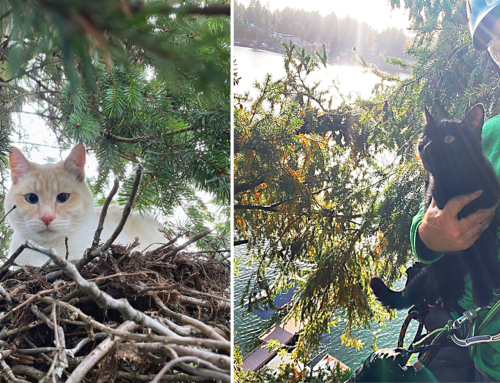 Canopy Cat Rescue Saves Cats from Incredible Heights in the Treetops