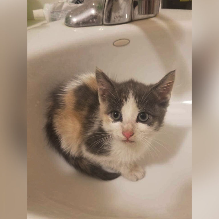 Cat Hero Saves Cats and Kittens from New York Sewers and Walls