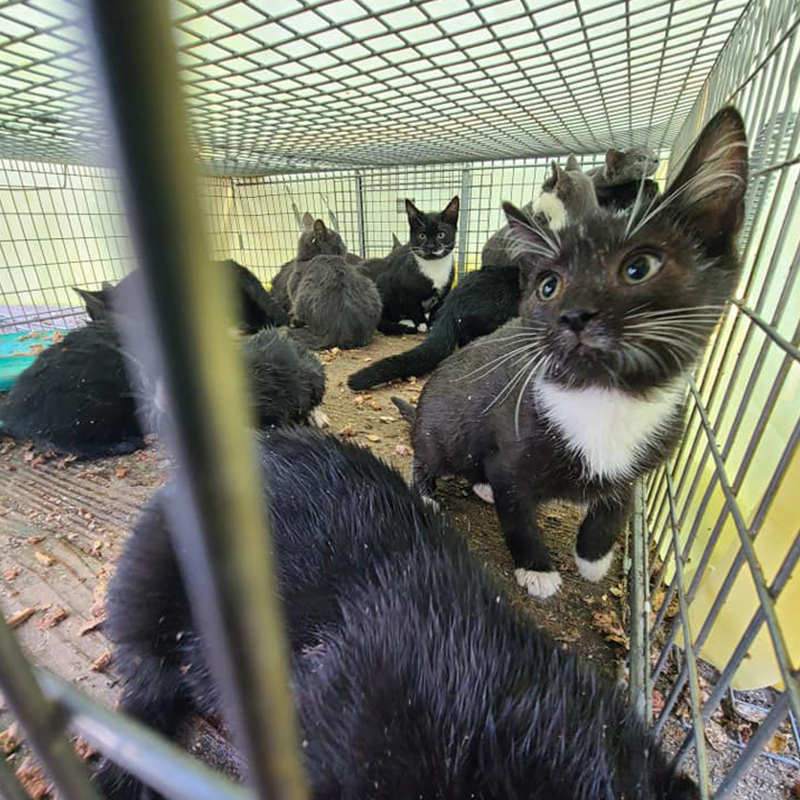 Feral cats saved for Trap, Neuter, Release, Long Island