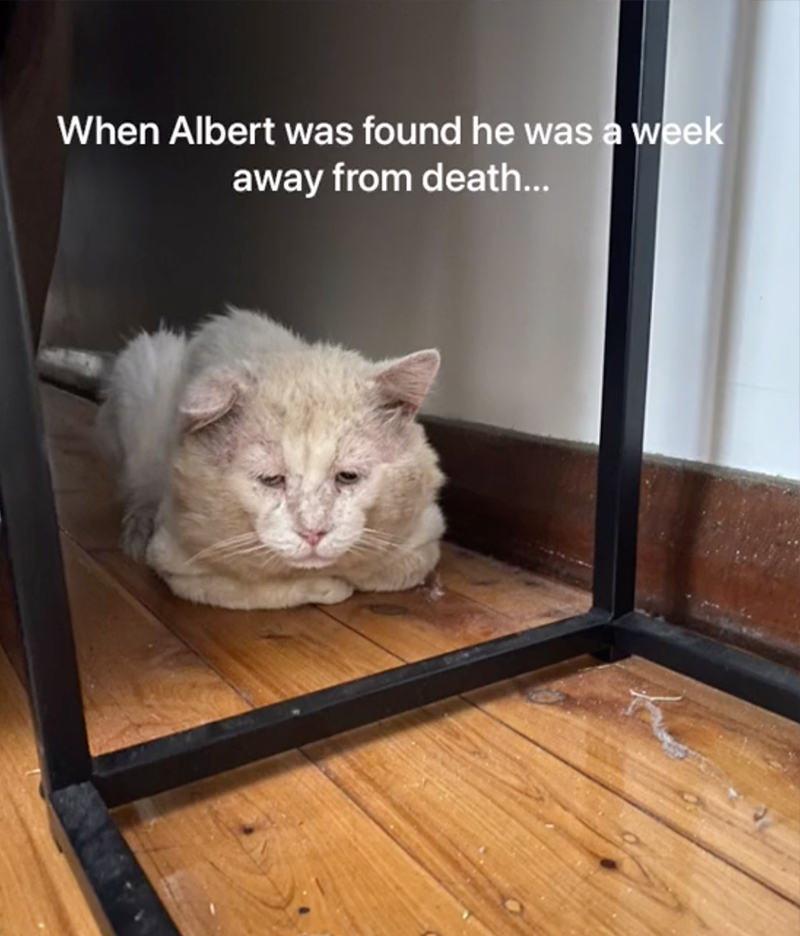 Alberts_tail, Albert, rescue cat, Wallsend
